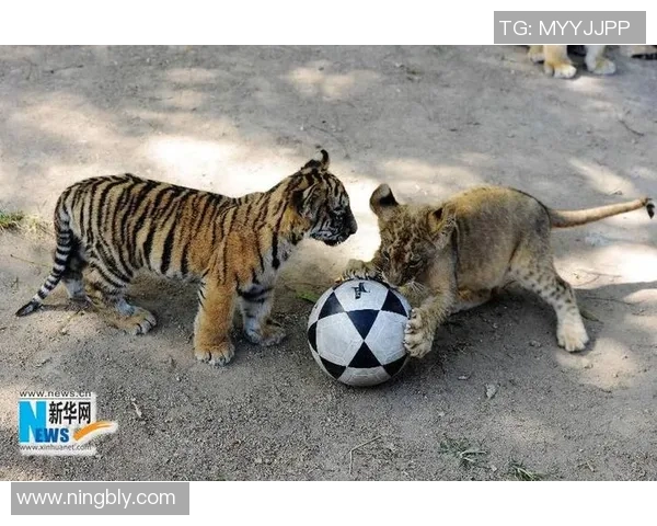 动物世界的足球明星们带你领略奇妙的赛场风采与精彩瞬间